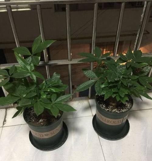 「养好」养好发财树,这几个“细节”要注意,不能疏忽,小心黄叶子