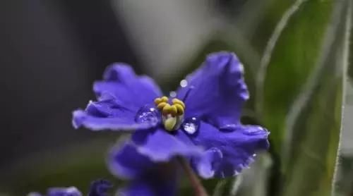  『适合』最适合懒人养的植物，好养易活又耐看，号称“养不死”，你家有吗？