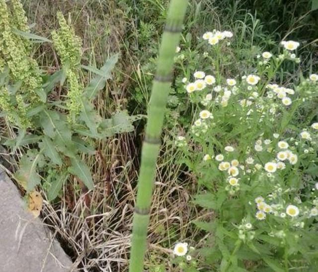  「木贼草」在农田，1种“杂草”不起眼，被称为“木贼草”，1斤