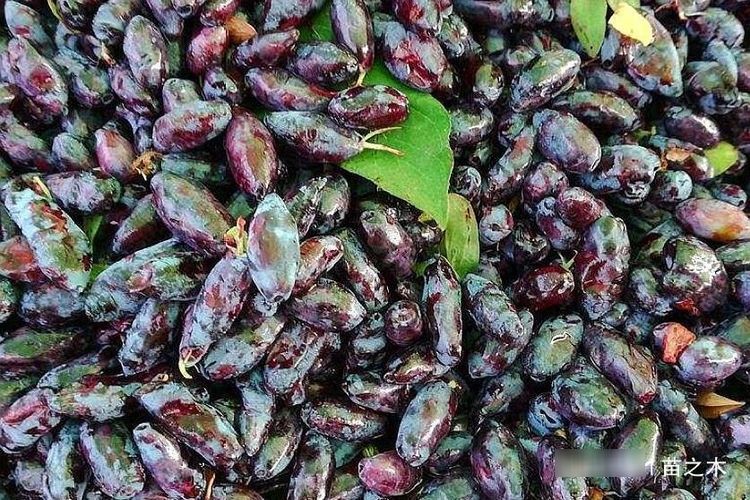  发现■农村一种以前无人问津野果，现发现营养价值丰富，炒作后价格高