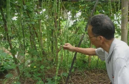  #种植#农种植的这种树，种子一斤卖800元，村民种一次能收获20年