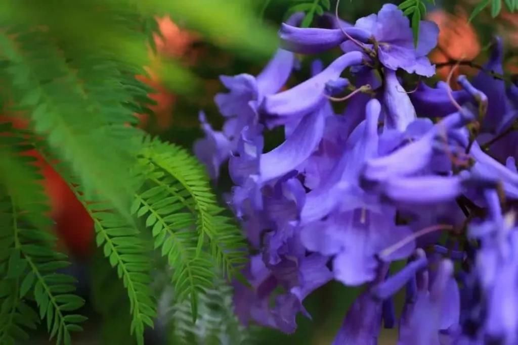  盘龙江畔■最美五月天！“云”欣赏毕业花蓝花楹