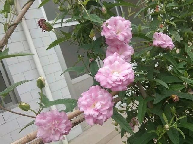  慎养■这花要慎养，每年砍掉3麻袋，照样蹭蹭长