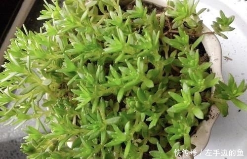 『殊不知』小溪边的“杂草”,殊不知是“多肉”,挖2棵养,2个月变成20棵