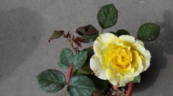  珍品：“珍品月季”玛丽玫瑰，花型优美，花色非常有特点，适合庭院栽培