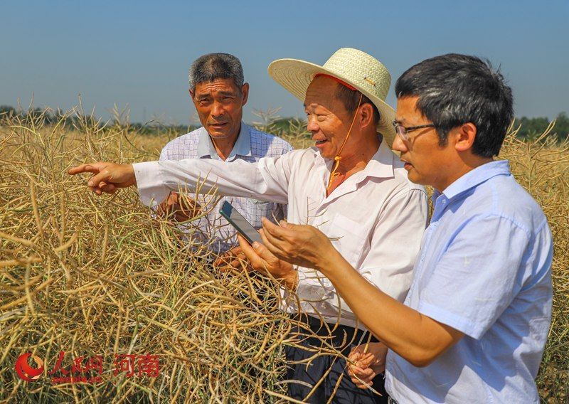  商城县|河南商城县2万亩油蔬两用型油菜喜获丰收