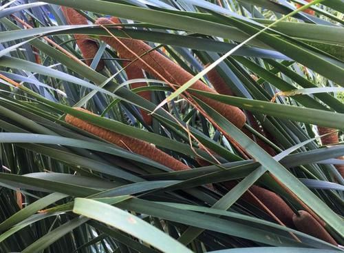  #大片#此种植物叫“香蒲草”，农村小溪边一大片，其实珍贵、用处多！