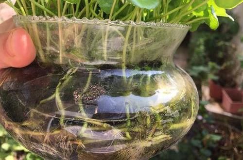  [长爆]河里扯的“野草”，养在鱼缸里，呼呼长爆盆，铜钱草真好养