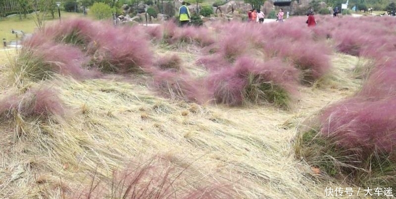 安徽深山里的花海世界：数百亩的连片粉黛乱子草，美得如梦如幻