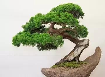 盆景展 ,美美美 !