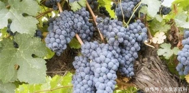 美国有一棵176岁的葡萄树，每年高产7吨葡萄，可谓是老当益壮的树