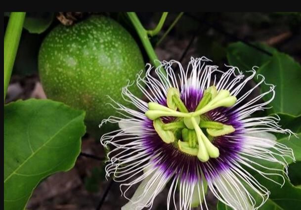 #水果蔬菜#阳台能养殖的盆栽水果,开花又结果,好吃好看,养殖简单新手能养