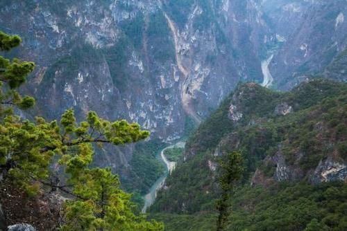 云南一棵3千年菩提树,一夜之间长出“佛手”,竟然还有这种神力