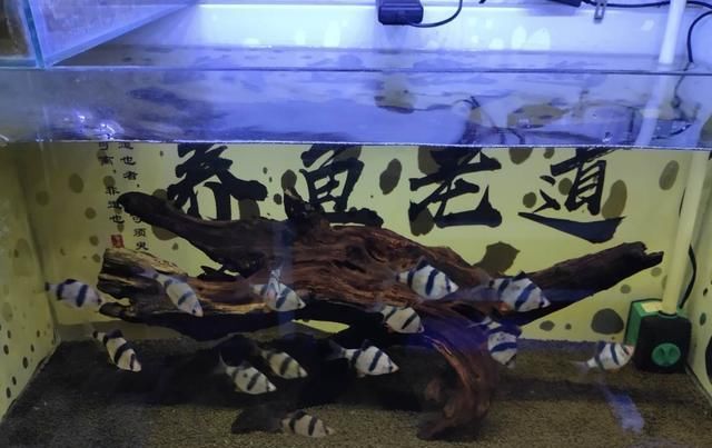  慈鲷科观|鱼缸里发现鱼卵，未必是件高兴的事，不是每次都可迎接小鱼到来