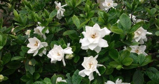  『栀子花』想在家种植栀子花吗？看完这几点，你就是养殖专家