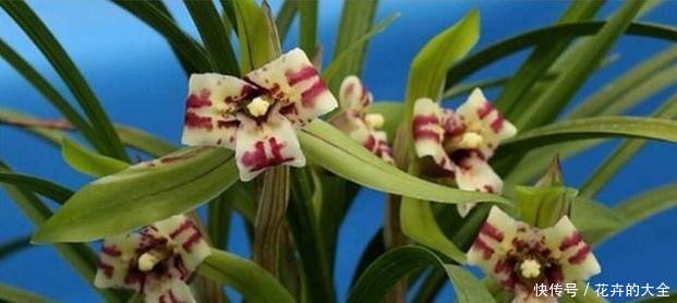 「机液肥」养兰花,试试这种“树枝”,催根长旺,叶子绿油油,管用