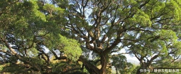  [我国]我国有棵树，全球仅此一棵，外国人想看，都还得来中国