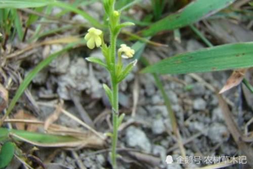  【珍惜】此物便是“独脚金”，请别当杂草拔掉，目前800元一斤，