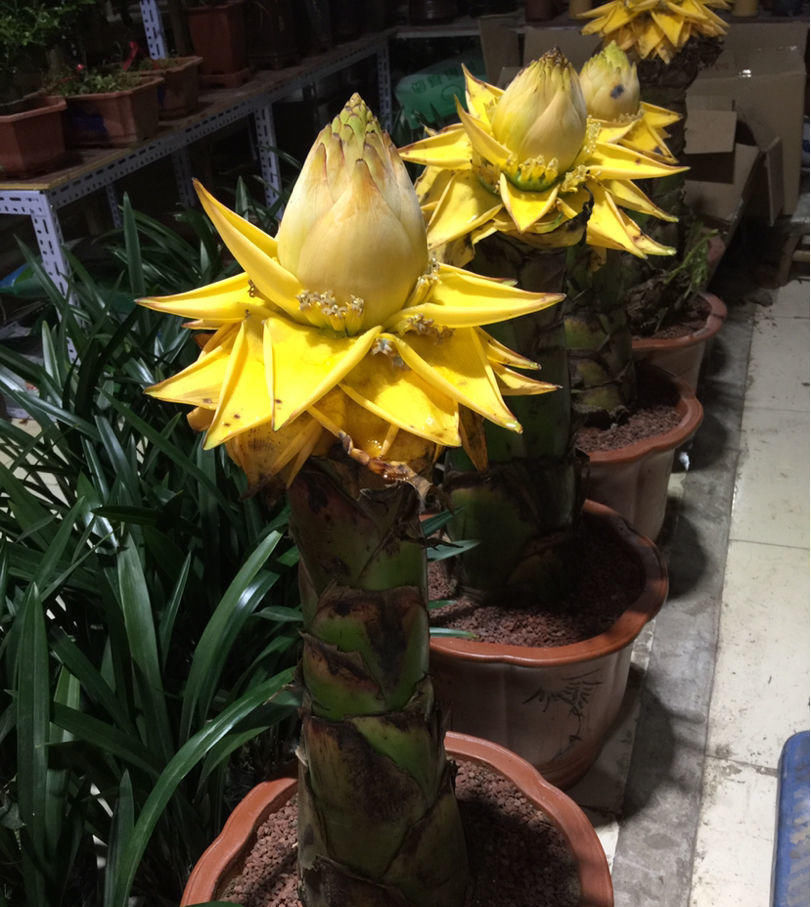 「涌出」苞叶比花还美的植物,宛如地面上涌出的金莲花,身份很神圣!