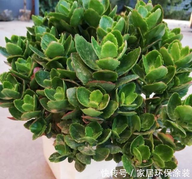  #长寿花#养花技巧：这5种花不用买了，蹭掉的叶子塞盆里，立马又冒一大盆
