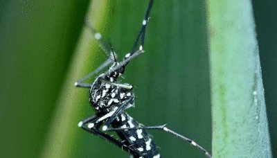  「时间」花蚊子在我国出现时间并不长，但人们白天已无法乘凉，
