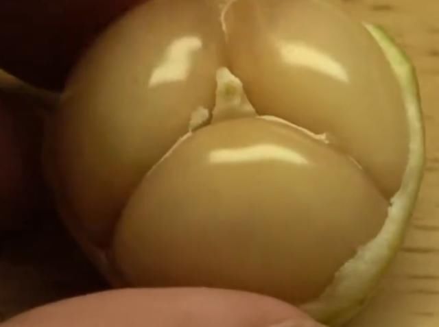  「果子」一种果子生长在山上，开花结果需要2年，如今农民大量种