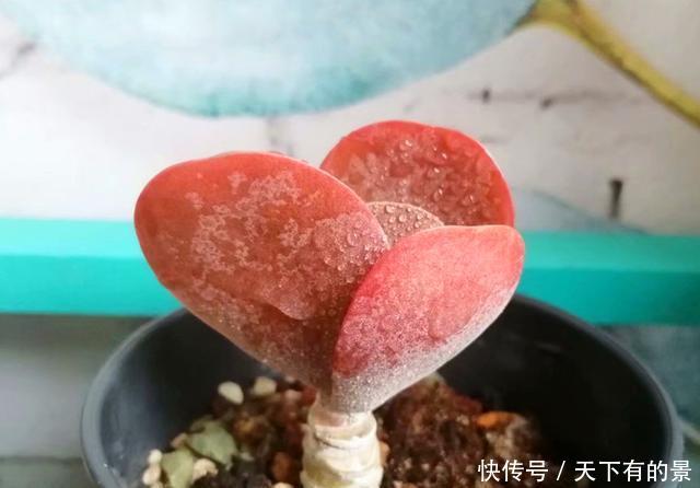#地区的肉友#进入雨季,4种方法防止多肉病菌感染,让你的肉肉顺利度过夏天