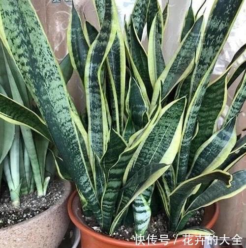  [盆土]虎尾兰长得慢、叶片少，换1次盆土，侧芽长1圈，嗖嗖长爆盆