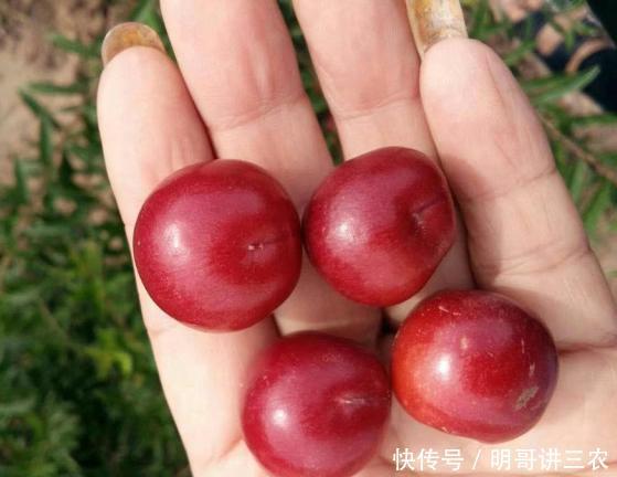  【钙果】小时候常吃的野果，现在20元一斤被誉为高钙果，农民却