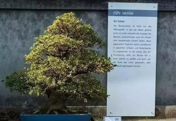 走进心之向往的盆景园 杜塞尔多夫盆景博物馆