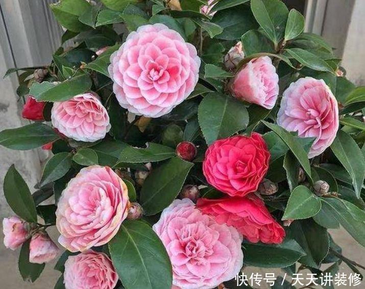  『春天』最适合春天养护的5种花，寓意好作用多，空气清新又旺财，很实用