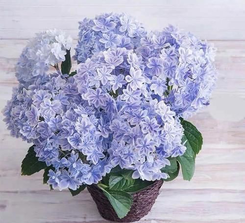  【开爆】4种耐阴花，光照不好也能开爆盆，喜欢就赶紧养一盆吧！