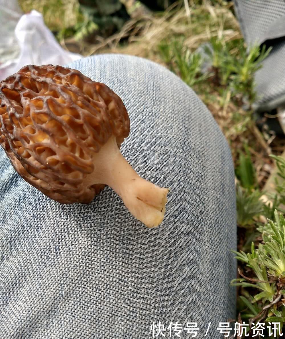 农村山上的宝贝菌子1500块钱一斤，村里的人却从来不去采摘