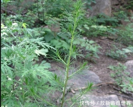  [称之为]野外一种民间杂草，人们称之为“蒿硒”，药用价值极高