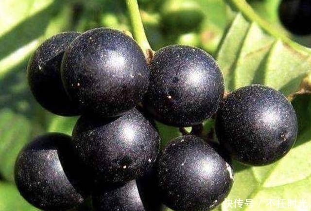  [植物]农地里的1种“野果子”，小时候常去摘，殊不知有危害，请铲除！