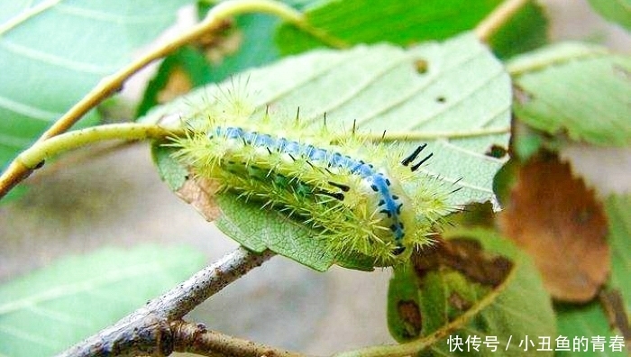 被“洋辣子”蜇了怎么办？老农：别着急，解药就在它身上