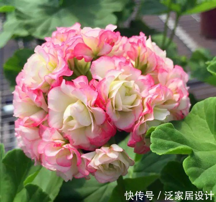  每种■110种天竺葵，每种都超美，看看你认识多少种？