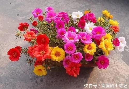 阳光|这几种花养护就一个字“晒”,太阳好了晒一晒,越长越旺容易爆盆