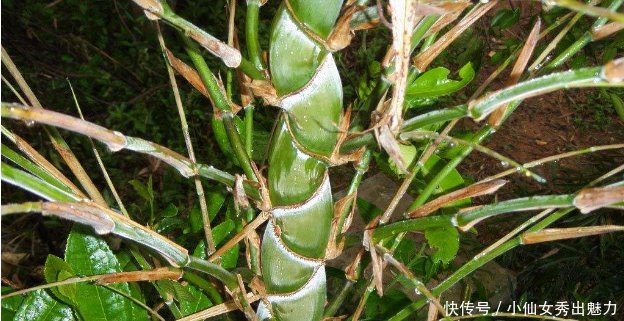  [竹林]农村奇特的“丑竹子”，价格却很昂贵，可别嫌它丑随手砍