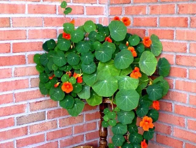  『绿萝』这花花期100天，一个枝条扦插一盆，叶子像荷叶，比绿萝漂亮好养