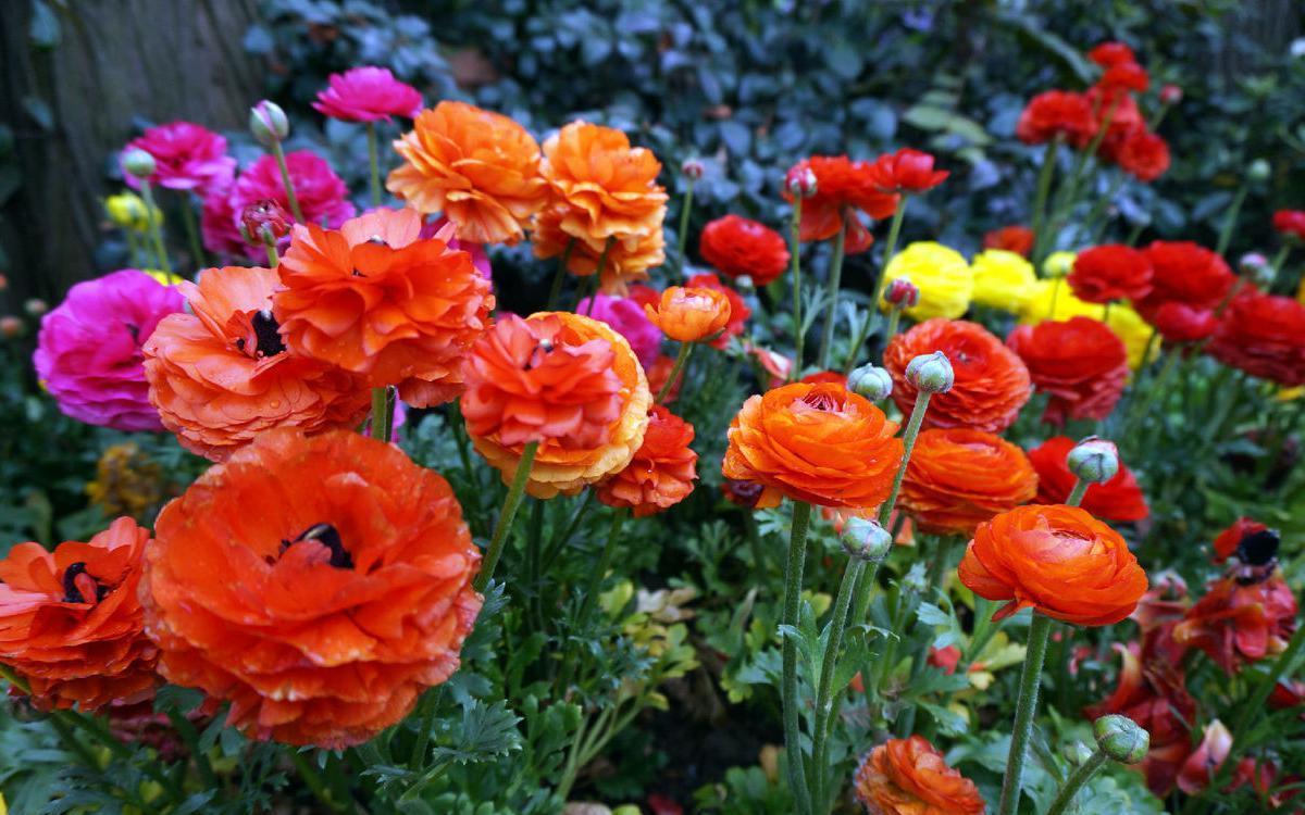 「喜欢」喜欢养护花卉,就选择3种花卉,花色绚丽,花朵端庄,妖娆美丽