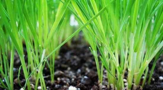 韭菜生长:阳台盆栽上这4种蔬菜,一茬一茬吃不完,一年四季都有的吃!