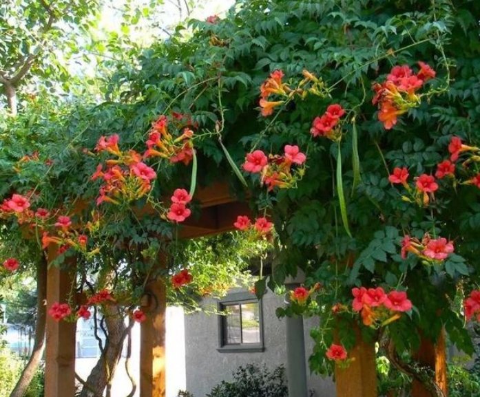  [院子]在院子种一棵凌霄花,1年爬满整个房子,花海一样