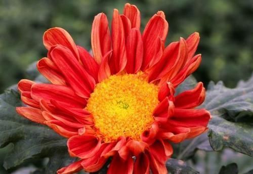 『黄花』喜欢菊花,首选洹水红梅,花开蕊黄花艳,绚丽多姿,好美啊!
