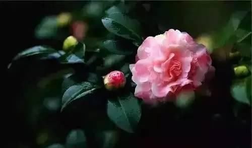 『州市』全国56市市花，你认识多少?