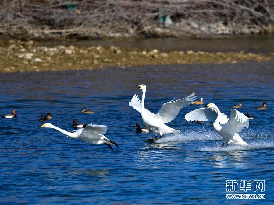 黄河湿地“天鹅湖”