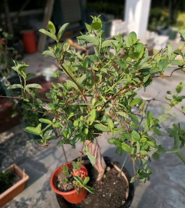  『农药』金银花盆栽的叶片一碰就掉叶？以为是浇水，结果是病，农药伺候吧