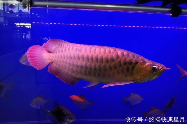  [养鱼老道]饲养或者购买观赏鱼，如何不被他人忽悠，尽量不吃亏上当呢