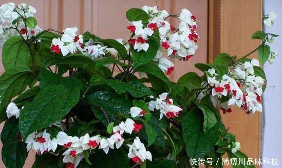  就可以■“龙吐珠”的养护攻略，光照、配土、浇水、施肥，一学就会