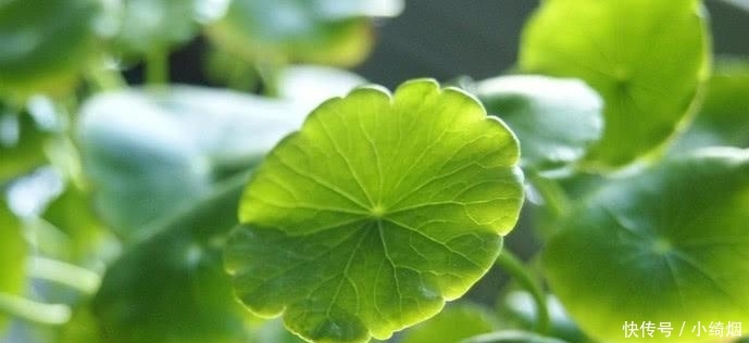  作用@农村山上这种草，叶片小作用大，是老农吃了30年的凉性草药